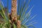 Buds with cedar needles bloom in the spring, ladybug insects bask in the sun