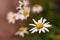 Buds of chamomile with blurred same flowers in the background