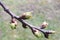 Buds of cherry blossoms blooming soon