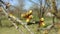 Buds on a cherry tree branch