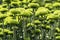 Buds of chrysanthemum flowers in green close-up. Plantation of cultivated flowers. Israel