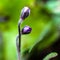 Buds of Common hepatica