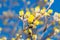 Buds of Cornus mas. Detail of Cornus mas, the Cornelian cherry, European cornel or Cornelian cherry dogwood in spring time