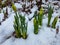 Buds of daffodils among the snow in early spring.