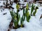 Buds of daffodils among the white snow in early spring.
