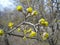 Buds of European Cornel blossoms