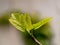 Buds of fig and white background