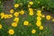 Buds and flower heads of Coreopsis lanceolata