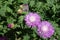 Buds, flower heads and leaves of Centaurea dealbata