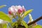 Buds and flowers of the apple tree in spring