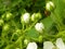 Buds of flowers blooming blackberry