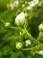 Buds of flowers blooming blackberry