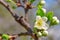 Buds and flowers on a branch of a cherry plum, closeup
