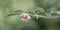 Buds and flowers of a common snowberry