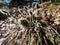 Buds and flowers covered in creamy yellow coloured pollen of hare`s-tail cottongrass or tussock cottongrass in the early spring