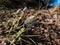 Buds and flowers covered in creamy yellow coloured pollen of hare`s-tail cottongrass or tussock cottongrass in the early spring