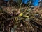 Buds and flowers covered in creamy yellow coloured pollen of hare`s-tail cottongrass or tussock cottongrass in the early spring