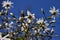 Buds and flowers of white star stellata magnolia tree in the spring garden