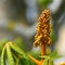 Buds of future flowers and young leaves of a chestnut