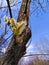 buds of gray willow blossomed