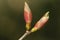 Buds growing on a branch of a Sycamore tree, Acer pseudoplatanus, in spring.