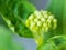 Buds of a hydrangea flower getting ready to bloom in spring
