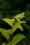 Buds Of Hydrangea Paniculata Siebold Phantom. Panicled Hydrange