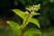 Buds Of Hydrangea Paniculata Siebold Phantom. Panicled Hydrange