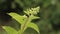 Buds Of Hydrangea Paniculata Siebold Phantom. Panicled Hydrange