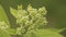 Buds Of Hydrangea Paniculata Siebold Phantom. Panicled Hydrange