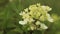 Buds Of Hydrangea Paniculata Siebold Rednia. Panicled Hydrangea