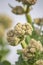 buds on the inflorescence of the rhubarb plant against the sky