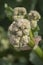 buds on the inflorescence of the rhubarb plant on a green background