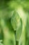 Buds of iris, green plant