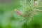 Buds of a Japanese five needle pine (Pinus parvifolia)