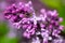 Buds of lilac flowers ready to bloom on blurred green background. Botanical