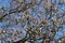 Buds of Magnolia Flowers on a Tree during Spring at Central Park in New York City