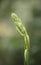 Buds of Mexican Tuberose Rajanigandha