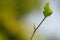 Buds and new leaf in spring on a budding tree with smooth bokeh background