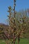 Buds and Newly Formed Leaves on a Cherry Tree in Spring in Wisconsin