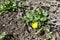 Buds and one yellow flower of ficaria verna