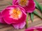 The buds opened Tulip flower closeup on wooden background from old boards and a space for messages. Background for