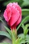 Buds opening on a Dianthus plant in the garden