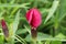 Buds opening on a Dianthus plant in the garden