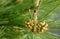 Buds of pine cones and green needles on a branch of Pinus pinaster tree in the green blurred background