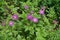 Buds and pink flowers of Centaurea dealbata with bees in May