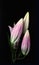 Buds of pink oriental lily isolated on a black background. The concept of black minimalism. Dark floral background