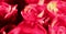 Buds of pink roses, a beautiful bouquet. Important events in life and holiday. Panorama format. Close-up. Background