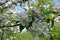 Buds and pinkish white flowers of apple in April