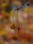 The buds of the plane tree with the old seeds of last year and rain drops